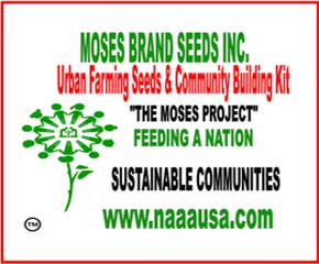 Moses Seeds
